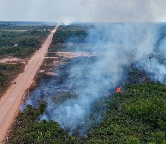 Незаконні дороги: зростаюча загроза тропічним лісам
