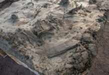 5000-річний скелет собаки та кинджал, поховані разом у шведському болоті, натякають на таємничий ритуал кам’яного віку