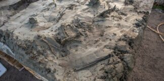 5000-річний скелет собаки та кинджал, поховані разом у шведському болоті, натякають на таємничий ритуал кам’яного віку