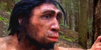 Скам’янілість віком 1,5 мільйона років розкриває нові подробиці про Homo erectus
