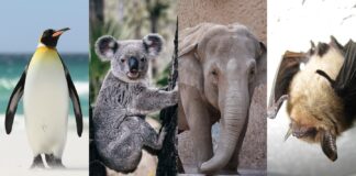 Вакцини дають надію зникаючим видам, які стикаються із зростаючою загрозою хвороб