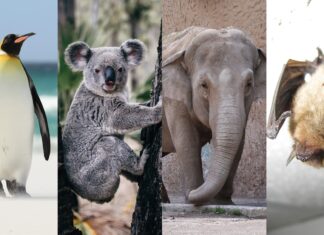 Вакцини дають надію зникаючим видам, які стикаються із зростаючою загрозою хвороб