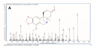 W Republice Południowej Afryki znaleziono zatrute groty strzał sprzed 60 000 lat