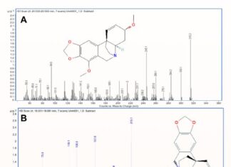У Південній Африці знайшли отруєні наконечники стріл віком 60 000 років