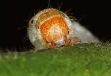 Гібридні супершкідники загрожують глобальній продовольчій безпеці