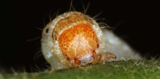 Гібридні супершкідники загрожують глобальній продовольчій безпеці