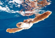 Морські черепахи демонструють неочікувану стійкість до зміни клімату