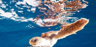 Морські черепахи демонструють неочікувану стійкість до зміни клімату