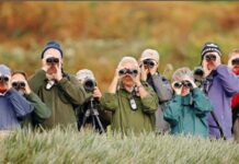 Спостереження за птахами покращує роботу мозку і може уповільнити когнітивне зниження