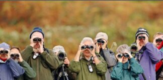 Спостереження за птахами покращує роботу мозку і може уповільнити когнітивне зниження