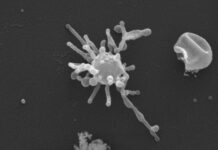 Стародавні Мікроби Натякають на Ранне Використання Кисню, Переписуючи Витоки Життя