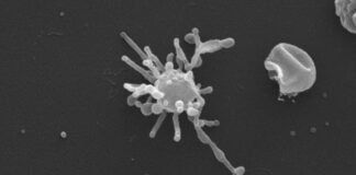 Стародавні Мікроби Натякають на Ранне Використання Кисню, Переписуючи Витоки Життя