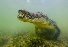 Морські крокодили колись процвітали на Сейшельських островах, підтверджує ДНК