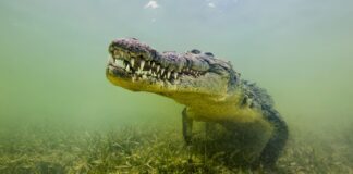 Морські крокодили колись процвітали на Сейшельських островах, підтверджує ДНК