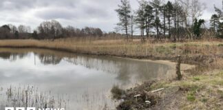 Нафтовий гігант Perenco змушений заплатити 6 мільйонів фунтів після розливу в гавані Пул