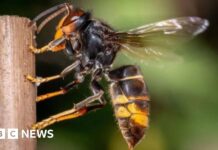 Джерсі Запускає Нову Карту для Відстеження Помічених Азіатських Шершнів