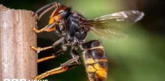 Джерсі Запускає Нову Карту для Відстеження Помічених Азіатських Шершнів