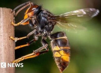 Джерсі Запускає Нову Карту для Відстеження Помічених Азіатських Шершнів