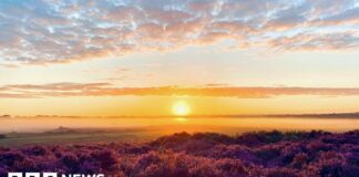 Фонд дикої природи Норфолка відзначає 100-річчя, надаючи безкоштовний доступ широкому загалу