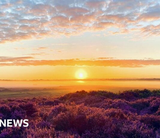 Фонд дикої природи Норфолка відзначає 100-річчя, надаючи безкоштовний доступ широкому загалу