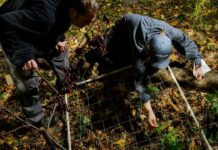 Вчений Пропонує Контрольовані Випалювання для Парків Нью-Йорка