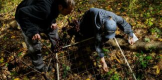 Вчений Пропонує Контрольовані Випалювання для Парків Нью-Йорка