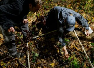 Вчений Пропонує Контрольовані Випалювання для Парків Нью-Йорка