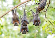 Flying Foxes: een onverwachte economische zegen voor Australië
