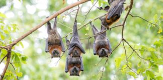 Крилаті лисиці: несподівана економічна вигода для Австралії