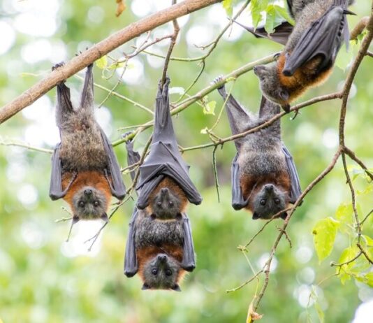 Крилаті лисиці: несподівана економічна вигода для Австралії