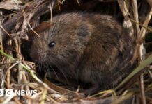 Південно-Західна Дика Природа Зруйнована Рекордними Повенями: Криза Розгортається