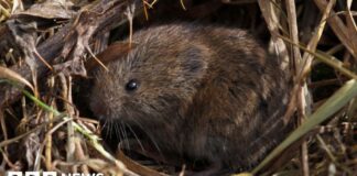 Південно-Західна Дика Природа Зруйнована Рекордними Повенями: Криза Розгортається