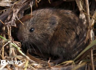 Південно-Західна Дика Природа Зруйнована Рекордними Повенями: Криза Розгортається