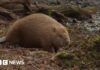 Бобри Влаштувалися в Дорсеті Після Тяжкого Першого Року в Дикій Природі