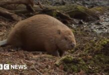 Бобри Влаштувалися в Дорсеті Після Тяжкого Першого Року в Дикій Природі