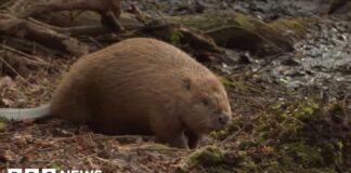 Бобри Влаштувалися в Дорсеті Після Тяжкого Першого Року в Дикій Природі