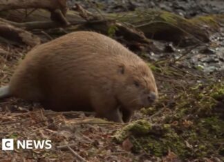 Бобри Влаштувалися в Дорсеті Після Тяжкого Першого Року в Дикій Природі