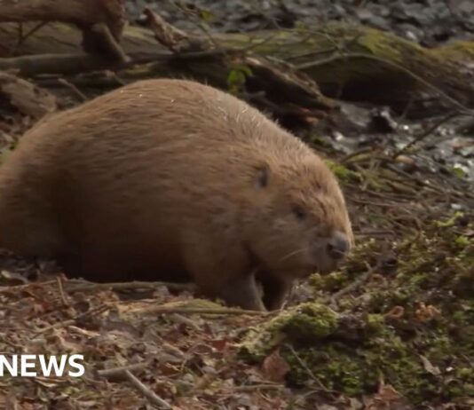 Бобри Влаштувалися в Дорсеті Після Тяжкого Першого Року в Дикій Природі
