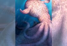 Крейдяний Кракен: Гігантські восьминоги, що колись правили безоднею