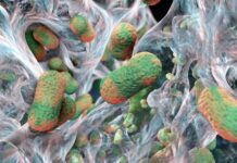 Супербактерії: Виявлено “Ахіллесова П’ята” – Новий Підхід з Антитілами.