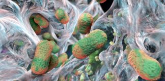 Супербактерії: Виявлено “Ахіллесова П’ята” – Новий Підхід з Антитілами.