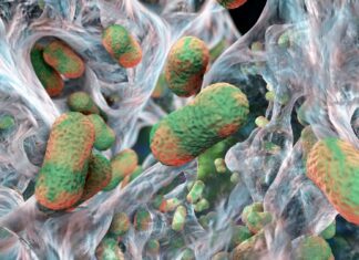 Супербактерії: Виявлено “Ахіллесова П’ята” – Новий Підхід з Антитілами.