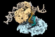 За межами креслення: вчені відкрили новий спосіб створення ДНК