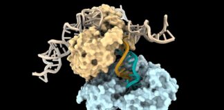 За межами креслення: вчені відкрили новий спосіб створення ДНК
