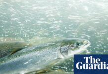 Polusi Kokain di Saluran Air: Bagaimana Residu Obat Mengubah Perilaku Salmon