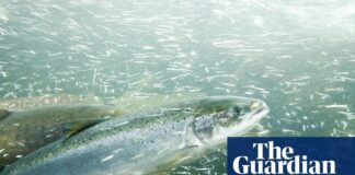 Забруднення кокаїном водних шляхів: як залишки наркотиків змінюють поведінку лосося