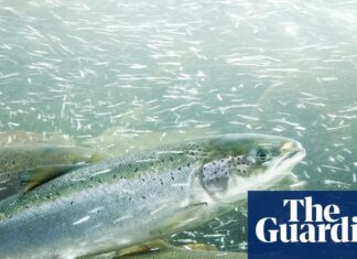 Забруднення кокаїном водних шляхів: як залишки наркотиків змінюють поведінку лосося