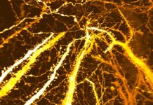 Більше, ніж просто «обрізання»: нове дослідження виявило «фазу зростання» у мозку підлітка