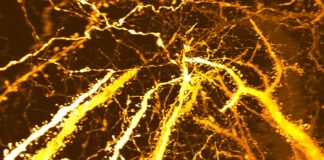 Більше, ніж просто «обрізання»: нове дослідження виявило «фазу зростання» у мозку підлітка