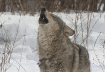 Через 40 років після Чорнобиля вовки можуть адаптуватися до життя з радіацією